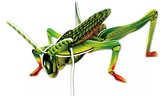 3D Educational Puzzle - Insects